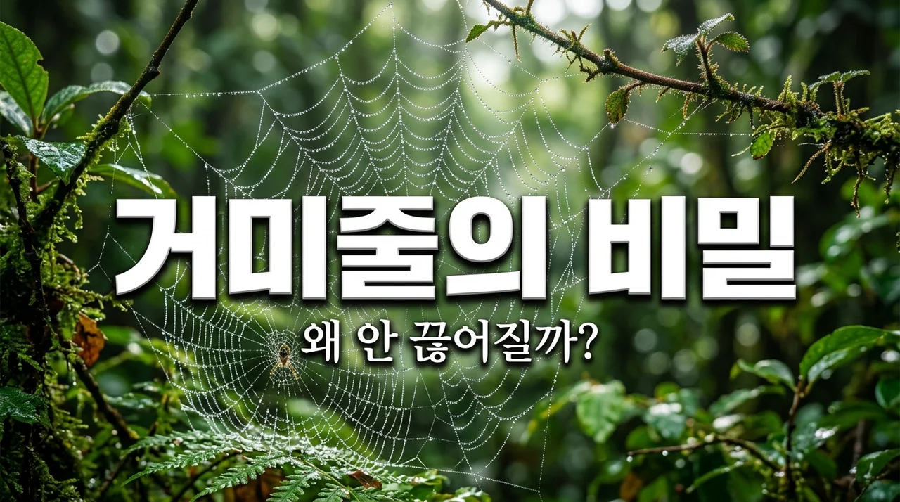 거미줄이 안 끊어지는 이유와 숨겨진 신기한 과학적 비밀