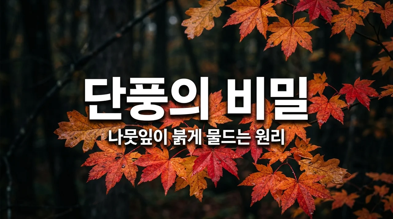 놀라운 단풍 원리! 나뭇잎이 가을에 빨갛고 노랗게 변하는 이유